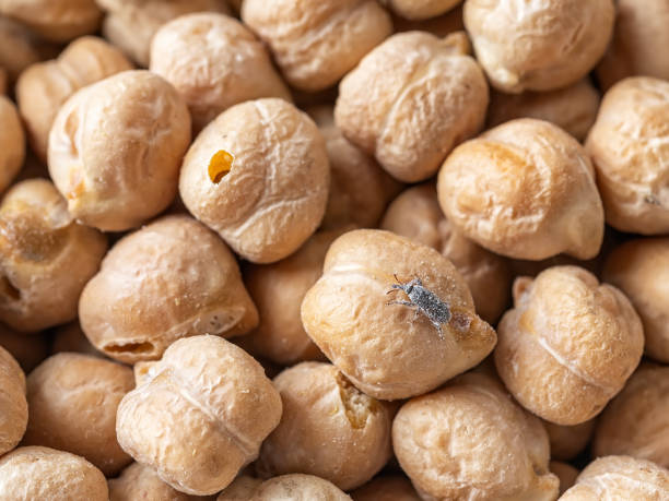 istock Macro of wheat weevil on dry chickpeas. Raw chickpea beans infested with grain weevil Sitophilus granarius. Stored legume affected with grain incect. Food spoilage beetle. Agriculture. 1372599878