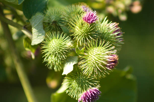 istock Lesser burdock buds ready to bloom closeup view with selective focus on foreground 1372600000