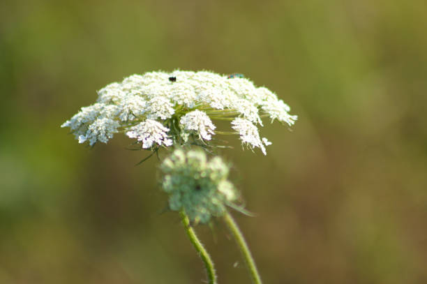 istock Wild carrot in bloom closeup view with green blurred background 1372600007