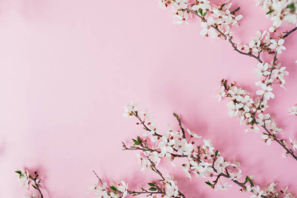istock Spring flowers on pink background. Flat lay, top view. 1372600759