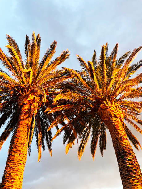 Afternoon golden sun reflection on palm trees in California