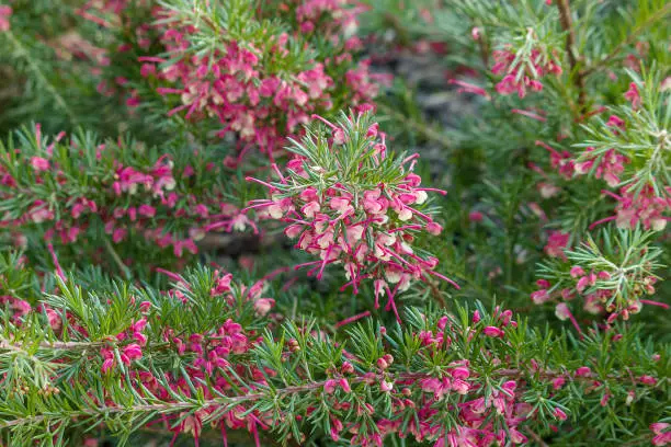 beautiful branches of a bush with flowers rosemary grevillea (Grevillea rosmarinifolia) in the garden