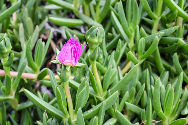 seefeige, carpobrotus edulis - sea fig stock-fotos und bilder