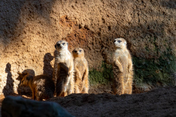 istock South African Meerkats (Suricata suricatta) standing guard. 1372606604