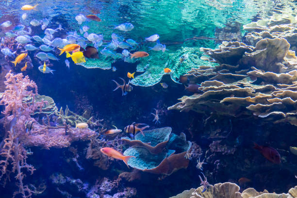 istock Tropical Fishes in aquarium 1372606738