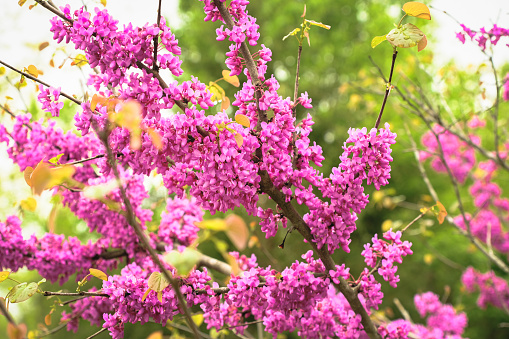 Branch of blooming redbud tree in spring in Midwest; green leaves in background