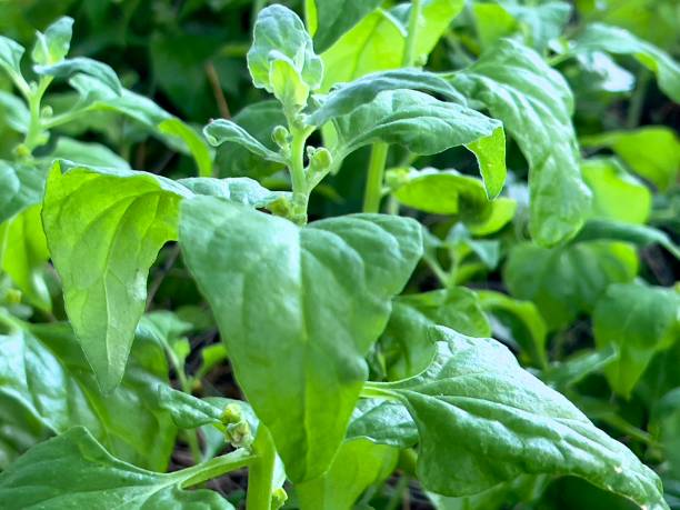 spinaci warrigali - indigenous culture australia aborigine australian culture foto e immagini stock