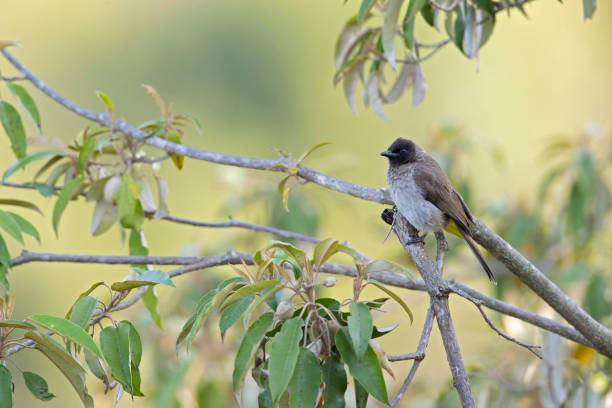 istock A dark-capped bulbul (Pycnonotus tricolor) foraging and perched on a branch. 1372608794