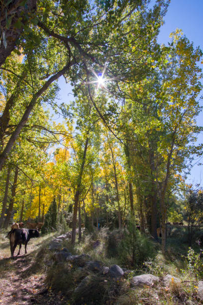 Autumn scenery with cows in Gudar mountains Teruel Aragon Spain