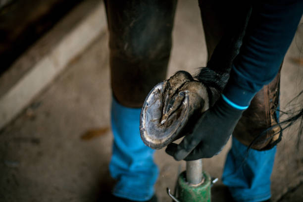 istock Horse Hoof Treatment 1372610148