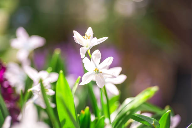 istock white spring flowers.Flower background. spring mood 1372610387