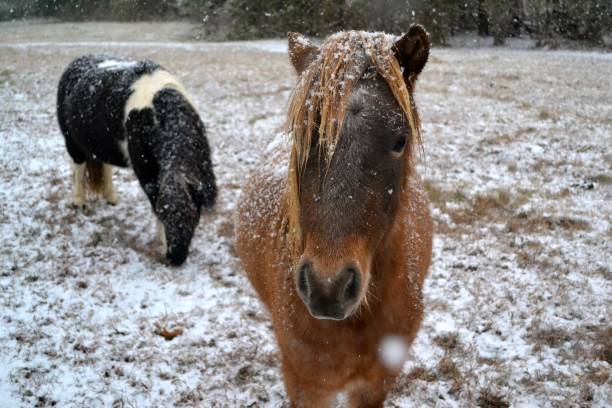 istock Horses in the Snow 1372610917