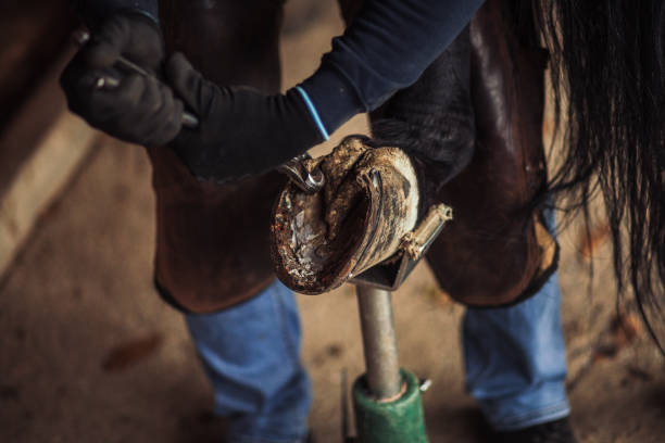 istock Horse Hoof Treatment 1372610988