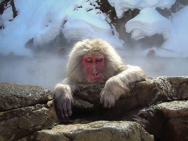 japanese snow monkeys - jigokudani imagens e fotografias de stock