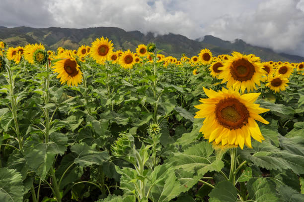 istock Field of Sunflowers 1372611801