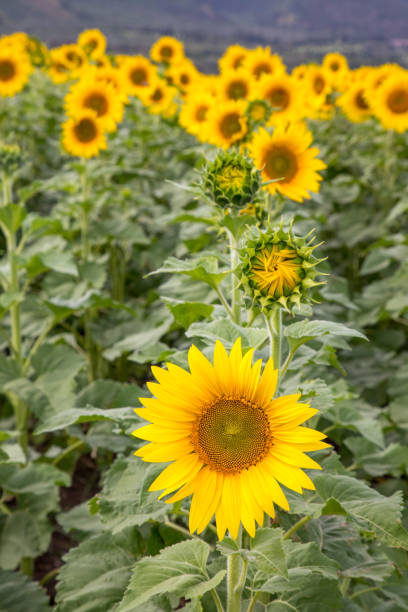 istock Field of Sunflowers 1372611849