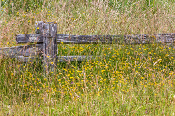 istock Rustic Fence with Wildflowers 1372611855