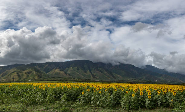 istock Field of Sunflowers 1372611872