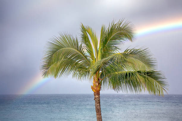 palmier sur la plage avec double arc-en-ciel - maui beach palm tree island photos et images de collection