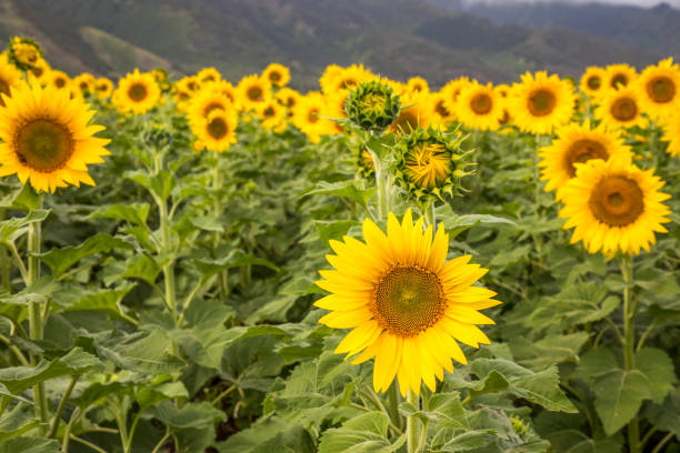 istock Field of Sunflowers 1372611899