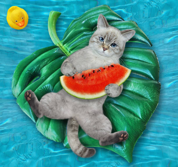 istock Cat ashen on inflatable leaf in pool 1372612150