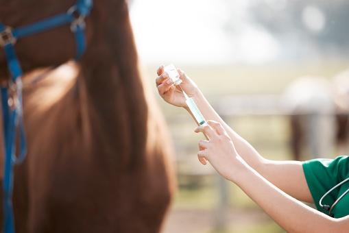 Foto recortada de un veterinario irreconocible de pie solo y preparándose para darle una inyección a un caballo en una granja photo