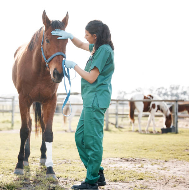 一人で立って農場で馬に出席する若い獣医師の完全な長さのショット - vet veterinary medicine young women female ストックフォトと画像