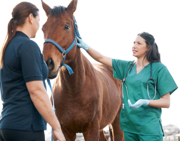 shot of an attractive young veterinarian standing with a horse and its owner on a farm - horse family imagens e fotografias de stock