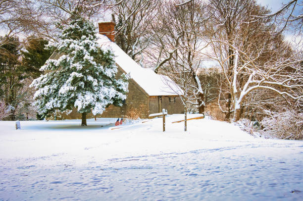 Winter snowy scenery. Row of trees on snowy field in evening