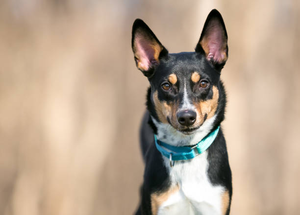 istock A tricolor mixed breed dog with large ears 1372618073