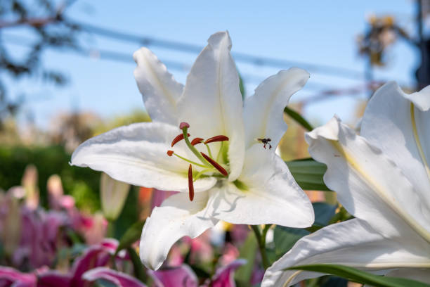 lily - madonnenlilie stock-fotos und bilder