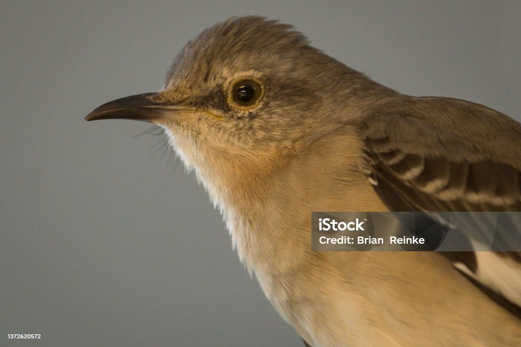 mockingbird profile closeup portrait of a northern mockingbird Mockingbird Stock Photo