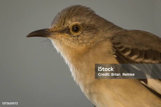 Mockingbird Profile Stock Photo - Download Image Now - Mockingbird, Animal, Animal Body Part