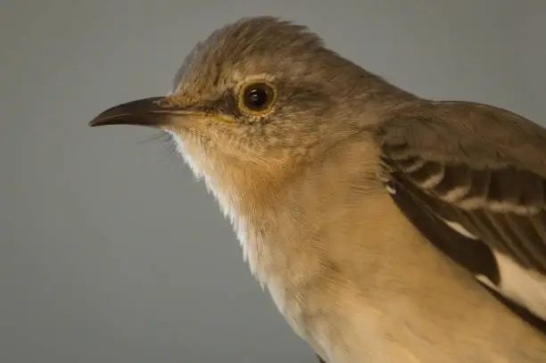 Photo of mockingbird profile