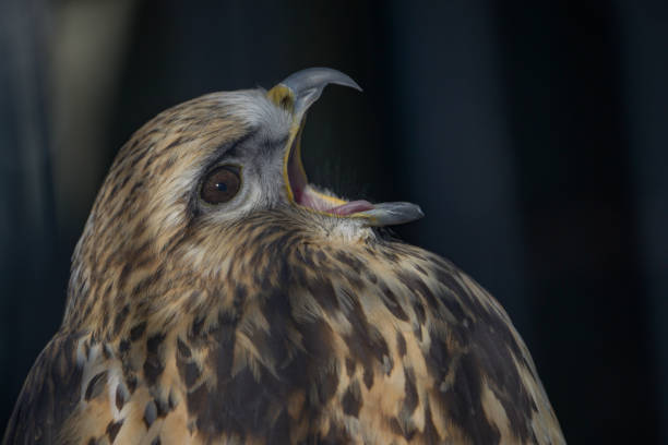 vocal hawk - rough legged hawk bird of prey hawk animals in the wild imagens e fotografias de stock
