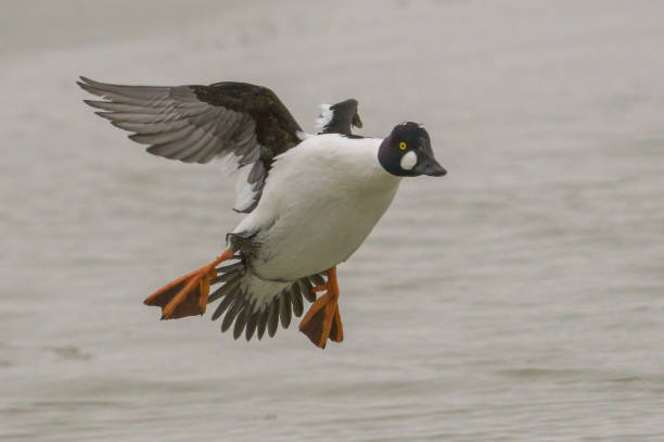 istock landing gear down...goldeneye 1372621327