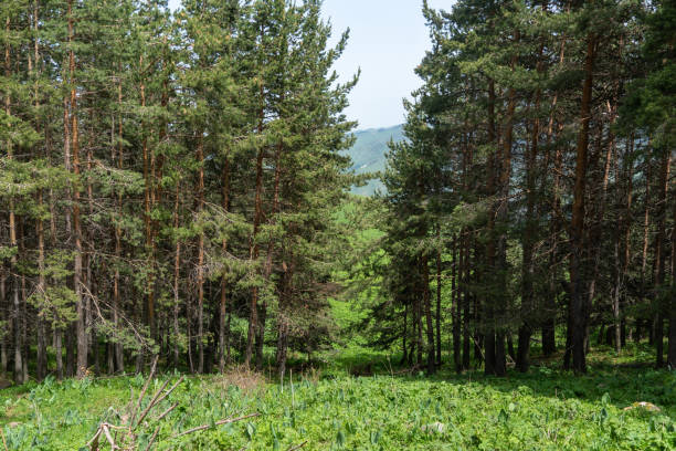 deep in the forest. thickets. green Forest. beautiful green park