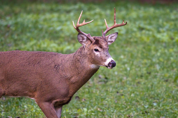 istock whitetail portrait 1372621588