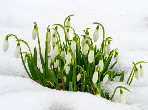 Snowdrops growing through the snow