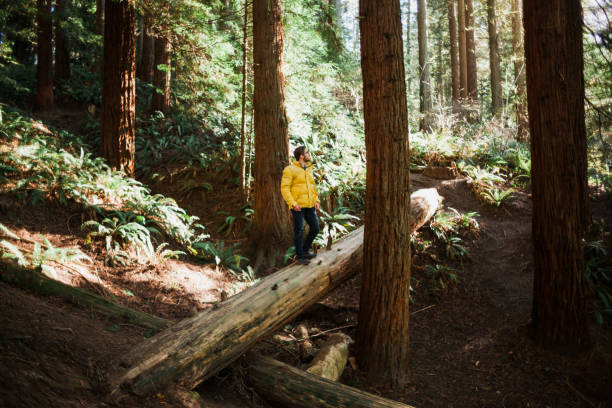 A young man exploring the forests in the state of Oregon, finds himself on a log among many tall trees. He is wearing a bright yellow jacket.