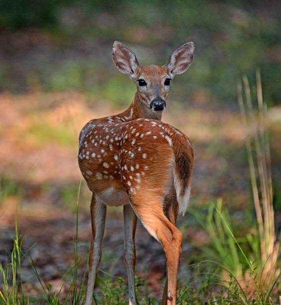 Fawn Looking Back White Tail Deer fawn look back from the edge of the woods. white tail deer stock pictures, royalty-free photos & images