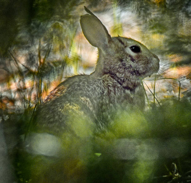 istock Cottontail Rabbit Hiding in the Woods 1372632444