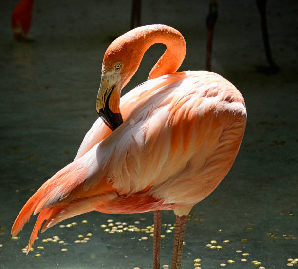 Pink Flamingo bird grooming feathers in warm sunlight.