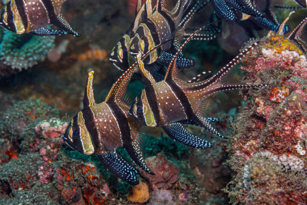 istock Banggai cardinalfish ,Pterapogon kauderni i 1372640171