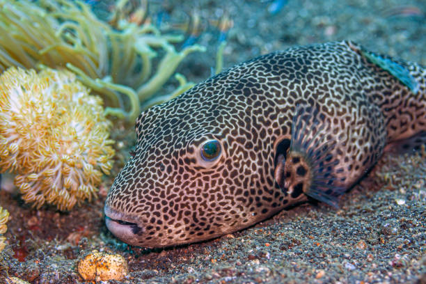 Underwater image of a Porcupine fish (Diodon hystox) which is a type of puffer fish. They are also known as Balloonfish. The name comes from their ability to puff their venomous spines up as a defence mechanism, if threatened.  These fish are known to be very friendly with and curious of scuba divers. It is using a feathered sea star as shelter. Image taken whilst scuba diving at Bida Nok, Phi Phi, Andaman Sea, Thailand.