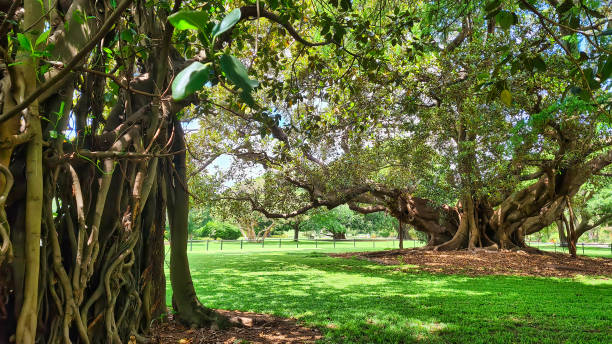 istock Moreton Bay Fig Tree in the Sydney Botanical Gardens 1372641916