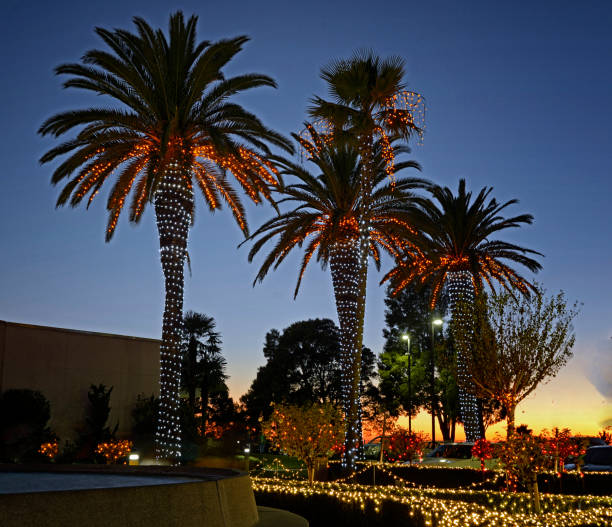 Palm Trees and Shrubs With Holiday Lights stock photo