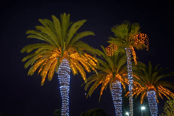 Palm Trees With Holiday Lights stock photo