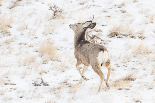 istock Stag deer (buck/male) running up snowy hill 1372644673