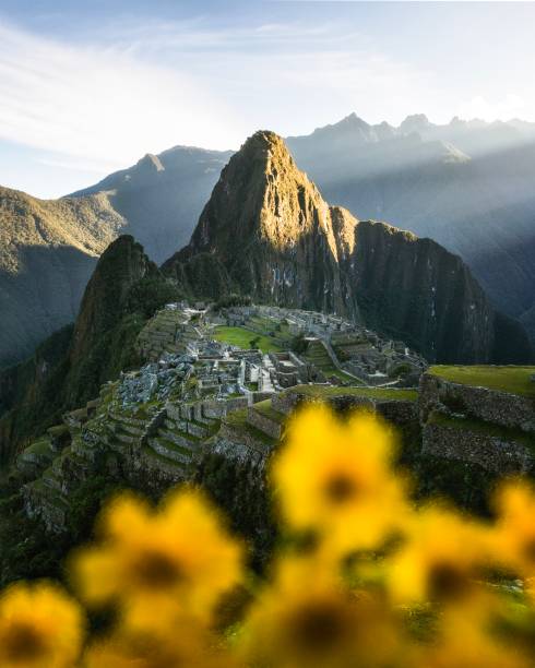 Machu Picchu at Sunrise Landscape image of Machu Picchu shortly after sunrise. Peru has numerous scenic destinations and this tops the list as one of the Ancient Wonders of the World. Yellow flowers were captured in the foreground to capture depth and add another element to the image. machu picchu stock pictures, royalty-free photos & images
